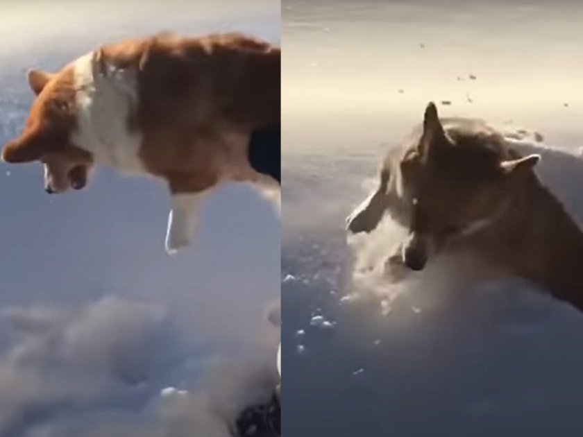 optical illusion of dog falling from airplane goes viral on social media | Viral Video: कुत्र्याला विमानातून जमिनीवर फेकले, पण व्हिडिओ पुर्ण पाहताच उडेल डोळ्यावरचा विश्वास