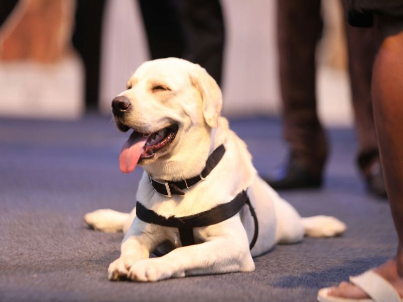 Gadchiroli Dog News | कुत्र्याने स्वत:चा जीव देऊन वाचविले जवानांचे प्राण