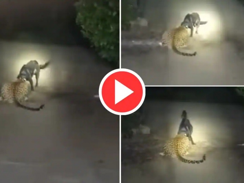 dog fight with cheetah video goes viral on social media | कुत्र्याने चित्त्याला दिली अशी टफ फाईट की Viral Video पाहुन अंगावर काटा उभा राहिल