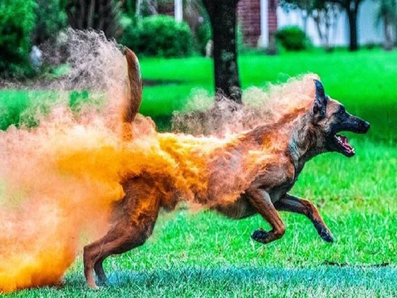Annoying! Trying to burn the dog by throwing sanitizer | संतापजनक ! सॅनिटायझर टाकून श्वानाला जाळण्याचा प्रयत्न; तरुणाविरुद्ध गुन्हा दाखल