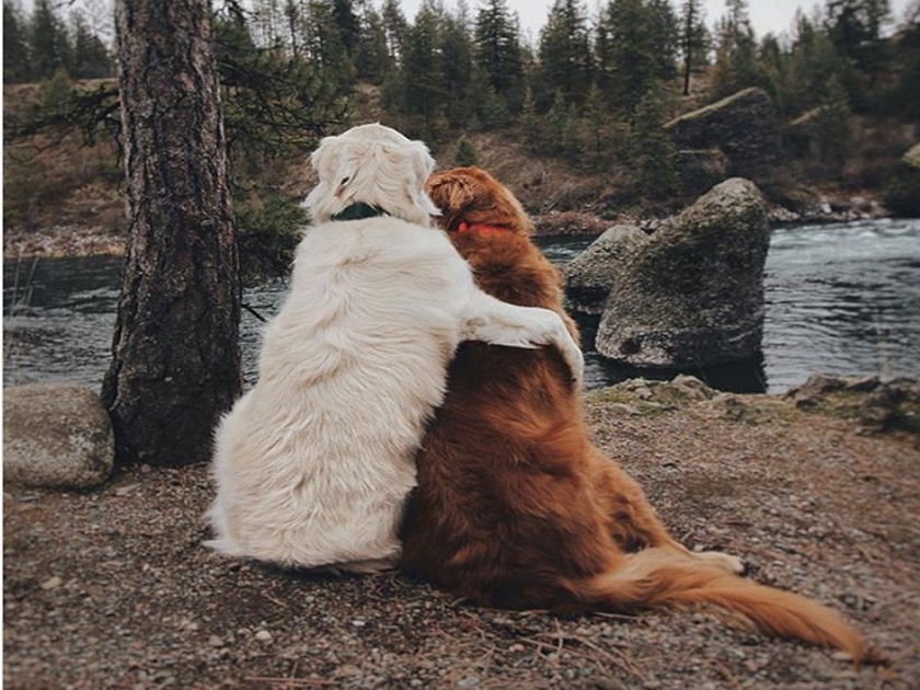 These two dogs are best friends forever make each other life much better | ही दोस्ती तुटायची नाय....एकाला आहे कॅन्सर, दुसरा त्याला 'अशी' देतो साथ!