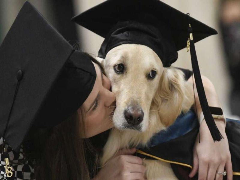 A dog was awarded honorary diploma for his unbelievable work | एका कुत्र्याचा मानद पदवी देऊन सन्मान, जाणून घ्या कारण!  