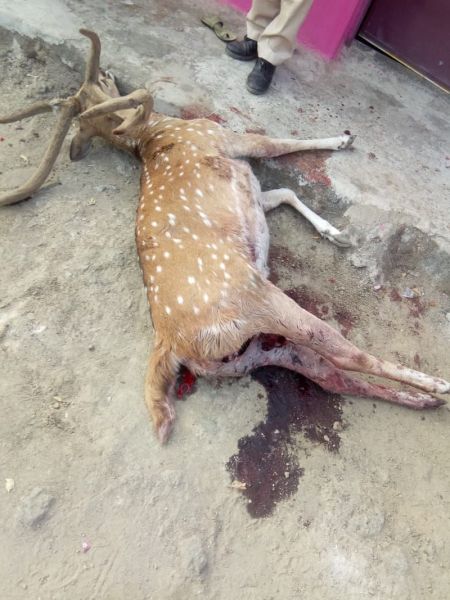 Dogs hunted fallow deer | कुत्र्यांनी केली चितळाची शिकार