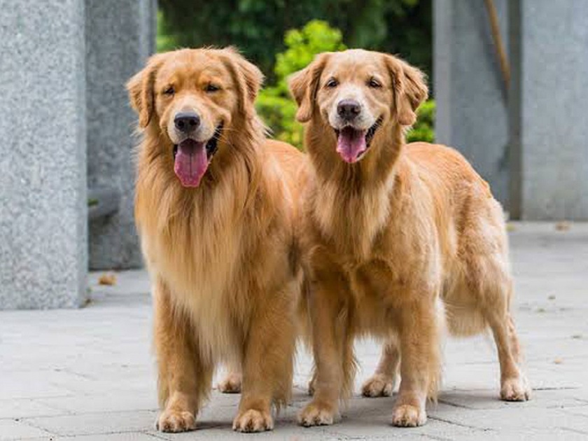 You can get 29 lakh and stay in Kensington London for taking care of 2 doggy | 'या' दोन कुत्र्यांचा करायचाय सांभाळ, पगाराची ऑफर वाचून नोकरीसाठी पळत पोहोचाल! 