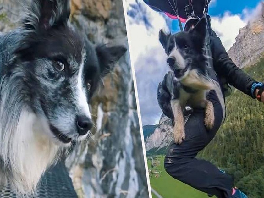 Dog jumps off 2 thousands foot height video goes viral api | Video ...अन् कुत्र्याने मालकासोबत २ हजार फुटांवरून खाली उडी घेतली