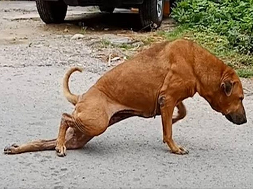 Smart dog acting as broken leg so that food can be found easily by people video viral | VIDEO : ...म्हणून चक्क पाय मोडल्याची अ‍ॅक्टिंग करतो हा चतुर कुत्रा! 