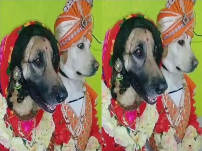 Dogs getting married, Dressed up in desi avtar, New dog bride and groom looking beautiful | अजब लग्नाची गजब गोष्ट ! नवरीचा हा साजशृंगार, नवराही भारी दिसतोय पगडीत, पाहा हे नवं जोडपं