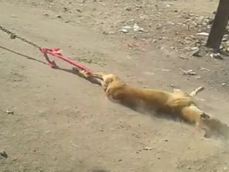 VIDEO: Cruel; psycho tied the dog to the bike; Video viral | VIDEO : क्रूर; माथेफिरूने कुत्र्याला गाडीला बांधून फरफटत नेल ; व्हिडीओ व्हायरल