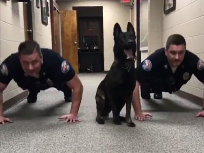 Dog doing push-ups with police officers | पोलिसांना पुशअप्स मारताना पाहून कुत्र्यालाही राहवलं नाही
