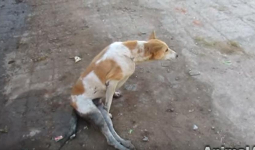 Crime against three for beating stray dogs | भटक्या कुत्र्यांना मारहाण करणाऱ्या तिघांवर गुन्हा
