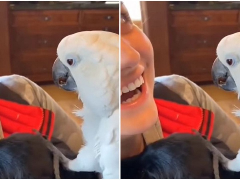 parrot proposes dog video goes viral on social media | Viral Video: पक्ष्यांनाही असतं मन आणि भावना, पाहा या मिठूने किती कुत्र्याला कसं केलं प्रपोज?