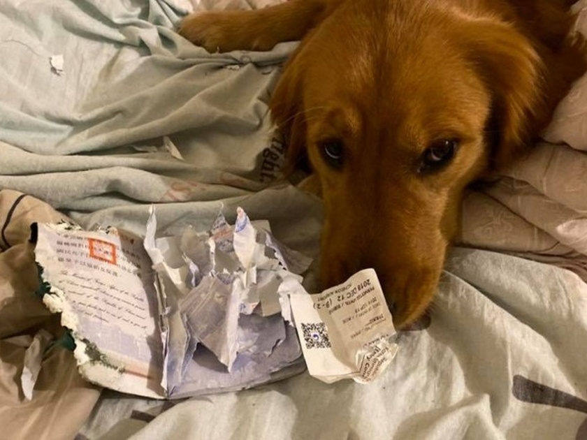 Taiwan dog eats passport and saves owner from going to corona virus infected Wuhan | कुत्र्याने पासपोर्टचे कपटे कपटे करून वाचवला महिलेचा जीव!
