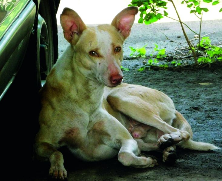 Bite dog; nine sufferred | पिसाळलेल्या कुत्र्याचा नऊ जणांना चावा