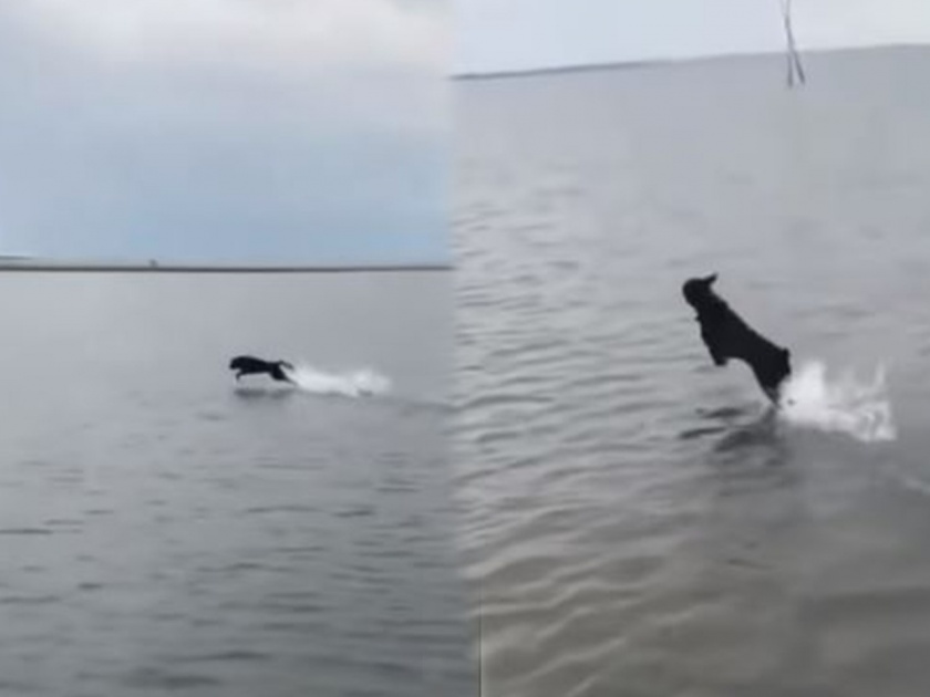 dog running on water shocking video goes viral on internet | Viral Video: केवळ अद्भुत! पाण्यावर चक्क तरंगल्यासारखा चालतोय हा श्वान, व्हिडिओ पाहुन डोळ्यावर बसणार नाही विश्वास