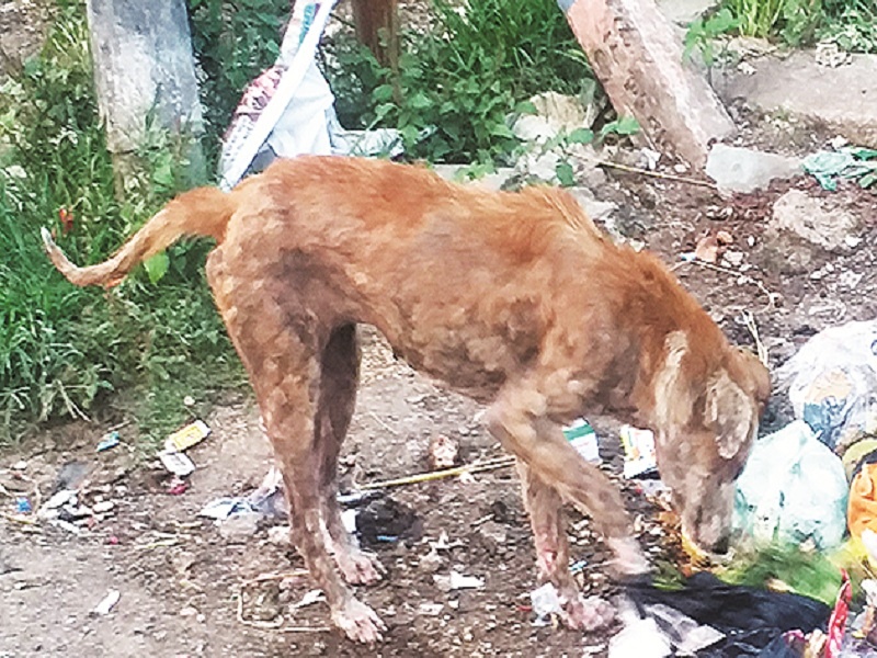 Worrying! In Aurangabad city 4,000 dogs suffers from skin diseases | चिंताजनक ! औरंगाबाद शहरात ४ हजार श्वानांना त्वचारोग