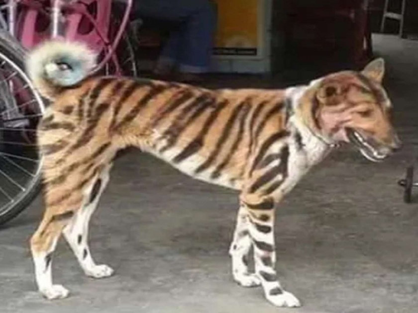 Karnataka farmer tiger stripes on dog to save crop from monkeys | ...म्हणून 'या' शेतकऱ्यानं आपल्या कुत्र्याला 'वाघोबा' बनवलं!