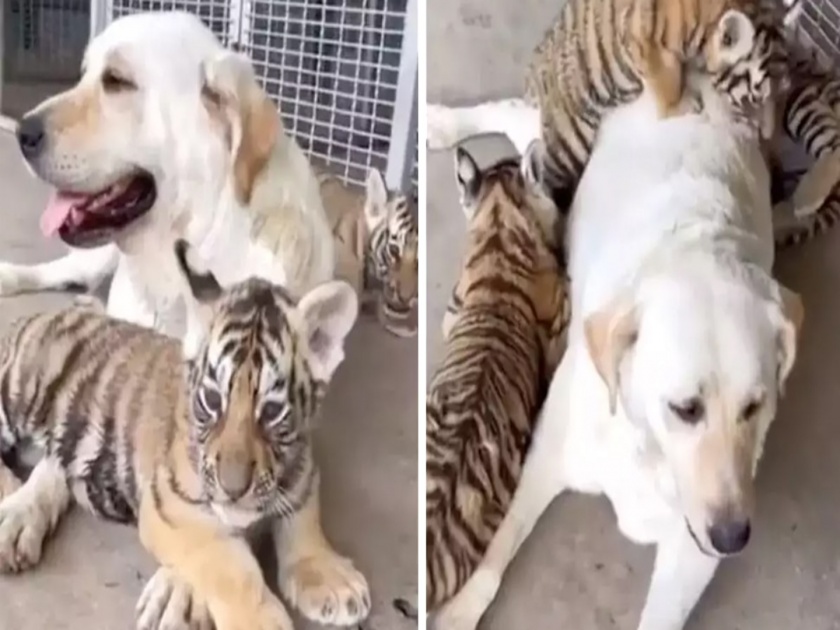 Viral Video : Tigress gave birth and left now the dog guards the tigers kid | वाघिणीने जन्म देऊन सोडले, आता कुत्रा करतोय तिच्या बछड्यांचा सांभाळ; व्हिडीओ व्हायरल