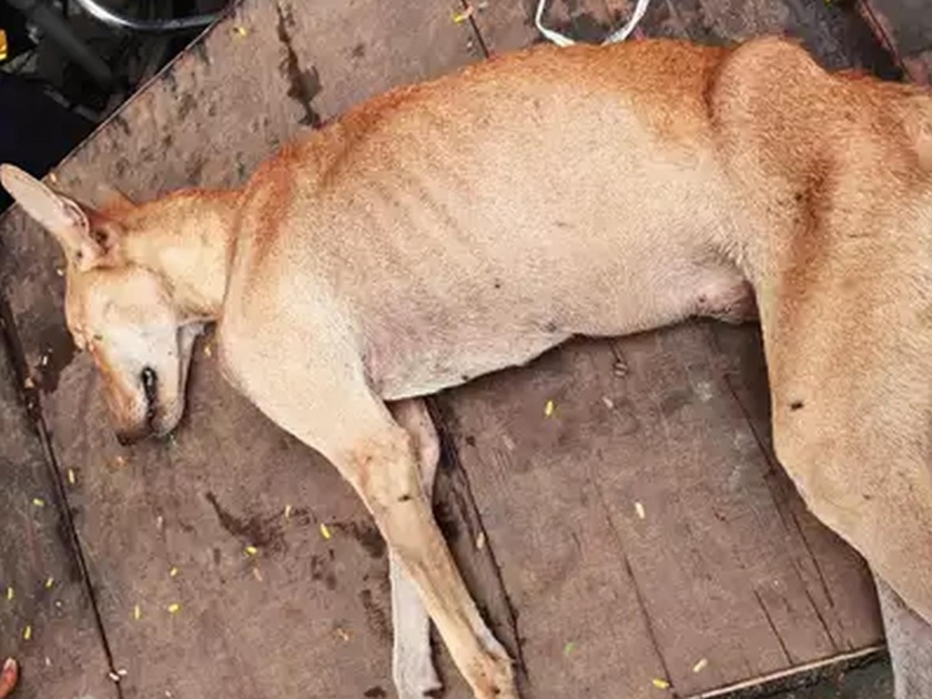 two-guards-in-worli-arrested-for-thrashing-a-dog | कुत्र्याच्या पिल्लाला कोमात जाईपर्यंत मारहाण करणाऱ्या दोघांना अटक 
