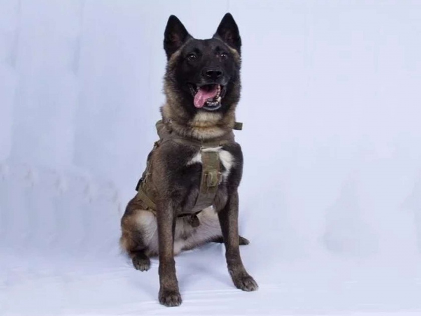 us army brave dog is well returned to duty after attack on bagdadi us general said? | ट्रम्पनी शेअर केलेल्या फोटोतला 'तो' कुत्रा झाला बरा अन् परतला कामावर