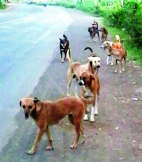 Citizens are scared of stray dogs | मोकाट श्वानामुळे नागरिकांना भीती