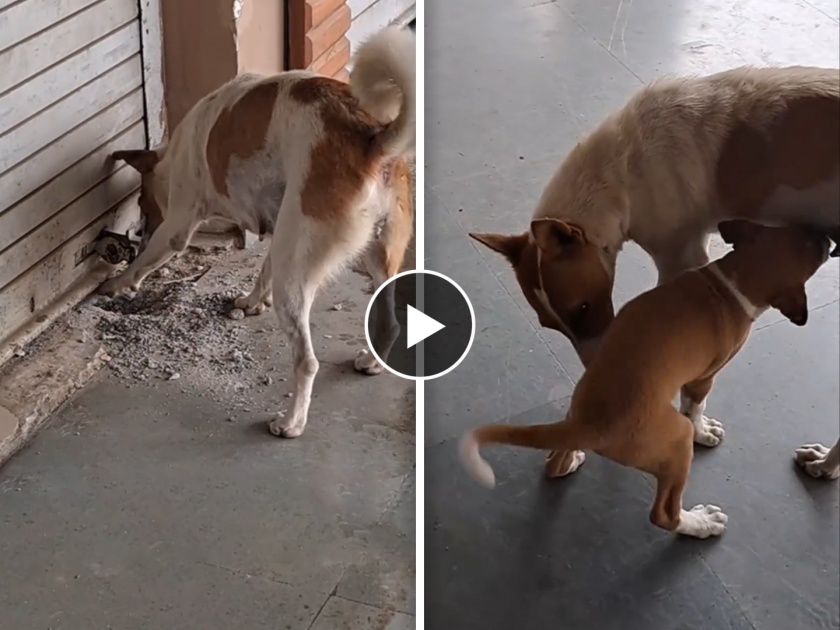 viral video of brave mother dog trying to rescue her puppy stuck inside the shop video goes viral on social media | 'आईची माया'! दुकानात अडकलेल्या पिल्लाला बाहेर काढण्यासाठी शर्थीचे प्रयत्न, ह्रदयस्पर्शी VIDEO व्हायरल