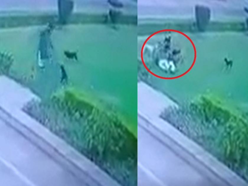 Video: 10-12 dogs attack, 65-year-old man dies on the spot in AMU UP | Video: 10-12 कुत्र्यांच्या हल्ला, 65 वर्षीय व्यक्तीचा जागीच मृत्यू; शरीरावर चिरफाडीच्या जखमा...