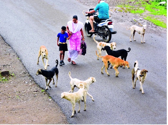  Collective efforts should be made to stop the slaughter of dogs: In the suburbs the questions are serious | मोकाट कुत्री रोखण्यासाठी सामूहिक प्रयत्न हवेत : उपनगरातही प्रश्न गंभीर
