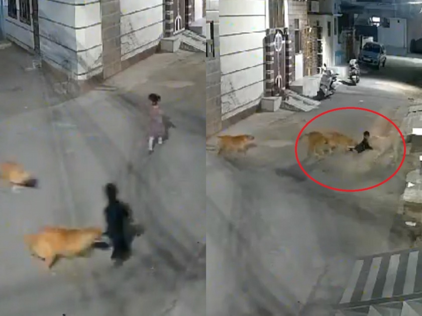 4-5 stray dogs attack a child; Scratched and..., watch the shocking video | 4-5 भटक्या कुत्र्यांचा लहान मुलावर हल्ला; ओरबाडलं अन्..., पाहा धक्कादायक व्हिडिओ