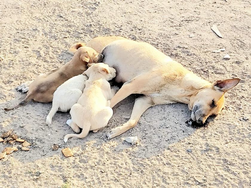 aurangabad news, mother is mother! She died but fed her last milk to her puppies | आई ती आईच! ती मेली पण जाताजाता आपल्या पिलांना शेवटचं दूध पाजून गेली..!