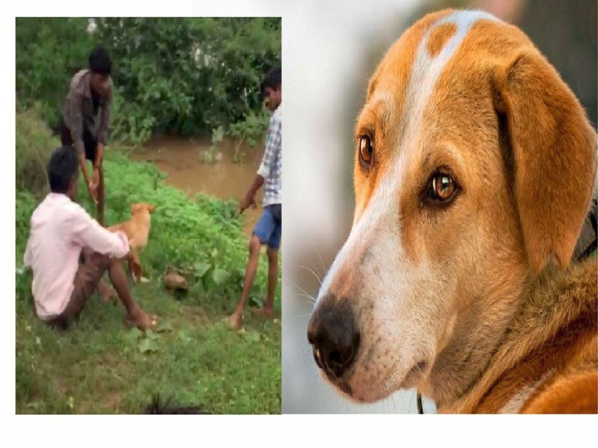 big stone was tied to the dog's leg and throw him to the river flood; shocking incident in chandrapur district | अमानुषतेचा कळस! श्वानाच्या पायाला भला मोठा दगड बांधून नदीत फेकलं, संतापजनक व्हिडीओ व्हायरल