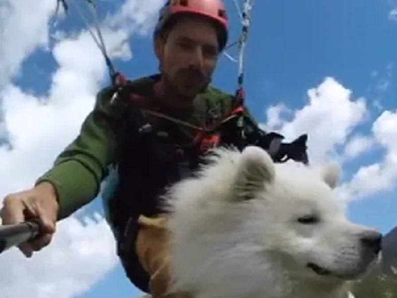 The dog paraglided with the owner, watch this cute video | कुत्र्यानं मालकासोबत केली पॅराग्लायडिंग, पाहा हा गोंडस व्हिडिओ