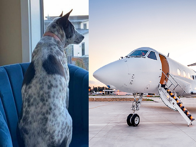 Austrian couple Booked a private jet to bring the dog home, spent Rs 24 lakh | कुत्र्याला आणण्यासाठी बूक केले प्रायव्हेट जेट, खर्च केले तब्बल 24 लाख रुपये