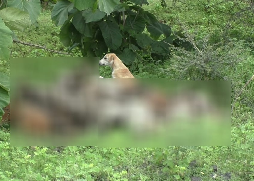 Dogs from Bhokardan disposal in Girda Forest in Buldhana district | भोकरदनच्या उपद्रवी मोकाट कुत्र्यांची गिरड्यात विल्हेवाट!