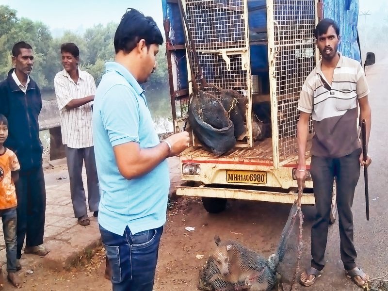 destabilization of 1,257 dogs in Ratnagiri | रत्नागिरीत 1,257 श्वानांचे निर्बिजीकरण