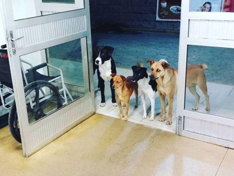 Dogs waiting for homeless man outside hospital entrance, photo goes viral | हॉस्पिटलमध्ये बेघर व्यक्तीवर सुरु होते उपचार, विचारपूस करण्यासाठी पोहोचले हे खास मित्र!