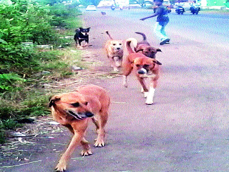  Dogs broke out with 11 men | मोकाट कुत्र्यांनी तोडले ११ जणांचे लचके