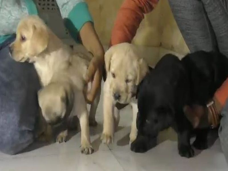 Indore to be Mumbai! Dogs smuggling dogs; Action taken by the police | Video : इंदौर व्हाया मुंबई! कुत्र्यांची तस्करी करणं महागात; पोलिसांनी केली कारवाई  