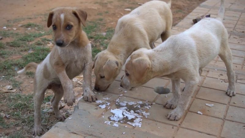 Lockdown break to dog neutering in Nagpur | नागपुरातील कुत्र्यांच्या नसबंदीला लॉकडाऊनचा ब्रेक