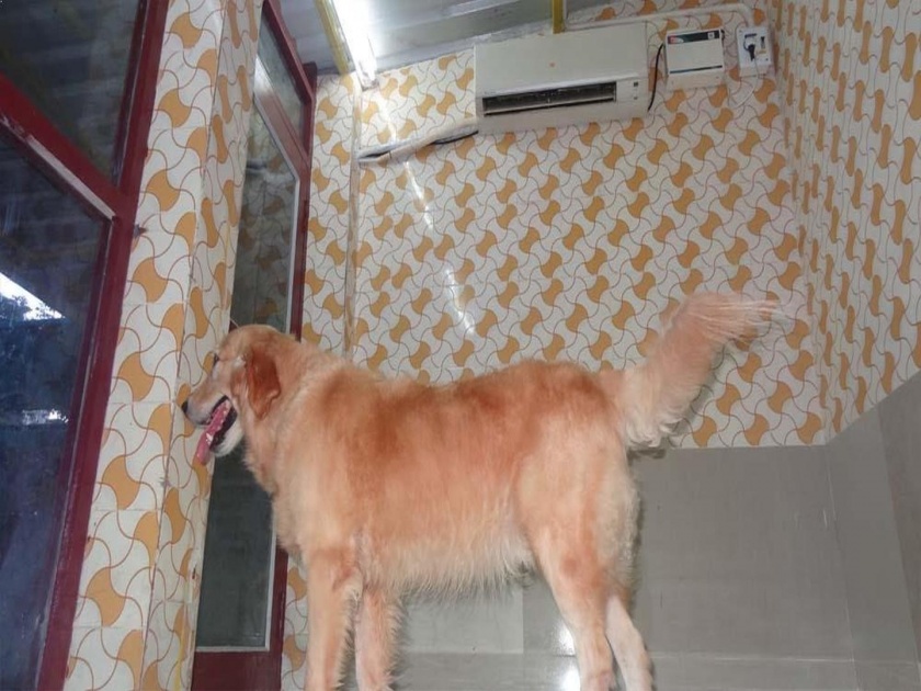 Electricity robbed to keep domestic dogs in air condition The collision action of Mahavitaran pda | पाळीव कुत्र्याला गारेगार ठेवण्यासाठी श्रीमंताकडून वीजचोरी; महावितरणची कारवाई