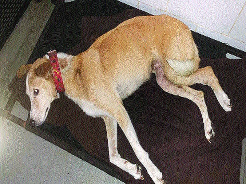 Pallets of air guns in X-rays of dog; he death after treatment | श्वानाच्या एक्सरेमध्ये एअर गनच्या पॅलेट्स; उपचाराअंती श्वानाचा मृत्यू