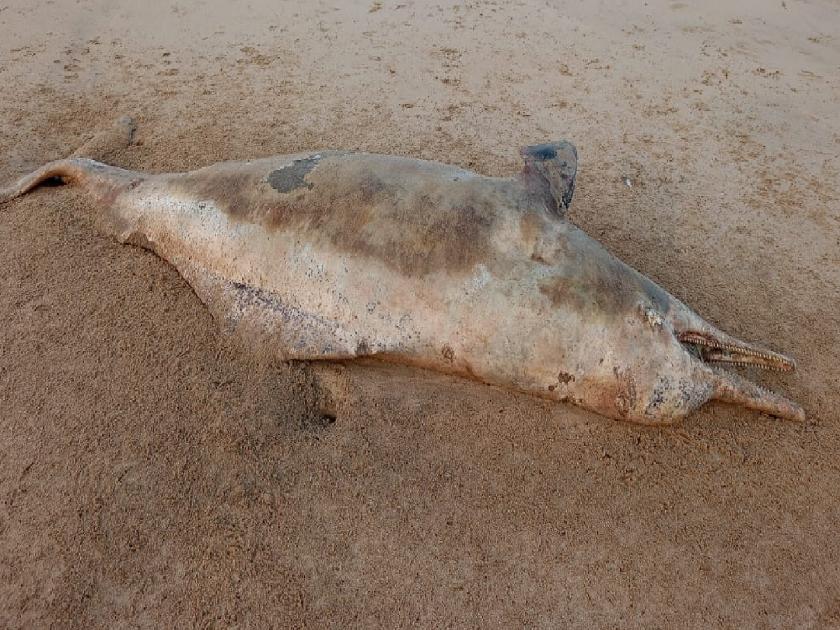 Dead dolphin found on Guhagar beach | गुहागर समुद्रकिनारी आढळला मृत डॉल्फिन मासा