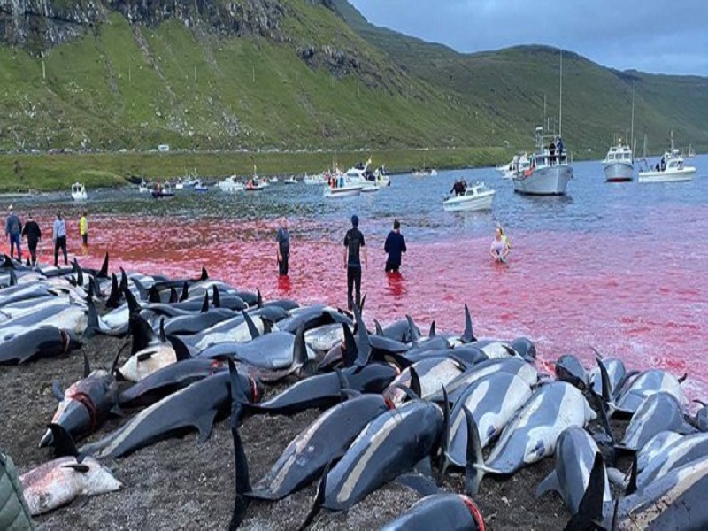 1428 Dolphins brutally slaughtered in denmark, outrage is being expressed all over the world | 1428 डॉल्फिन्सची निर्दयीपणे कत्तल, जगभरातून व्यक्त होतोय संताप...