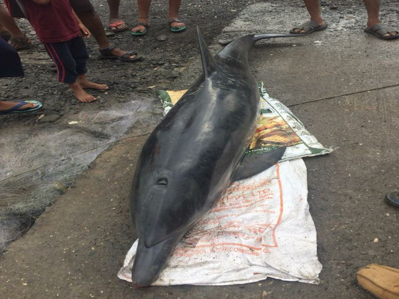 Dolphin fish found dead at bhayander creek | भाईंदरच्या खाडीजवळ मृतावस्थेत आढळला डॉल्फिन मासा
