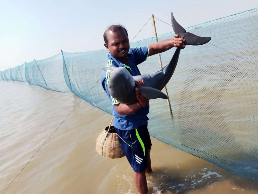 Dolphin rescued from the nets, released into the sea again | जाळ्यातील डॉल्फीनला जीवनदान, पुन्हा समुद्रात सोडले