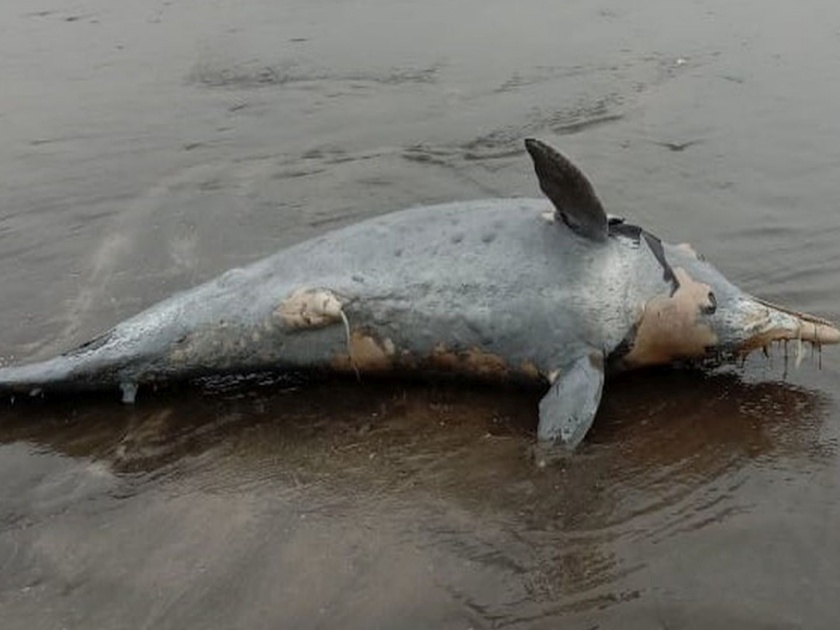Dead dolphin found on uttan beach | उत्तन समुद्र किनारी आढळला मृत डॉल्फिन