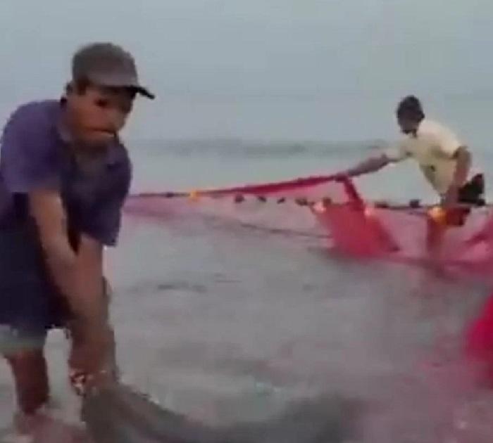 Dolphin fish caught in a net on Malvan Chivla Beach  | मच्छिमारांनी लावलेल्या रापण मासेमारी जाळीत अडकले चक्क डॉल्फिन मासे 