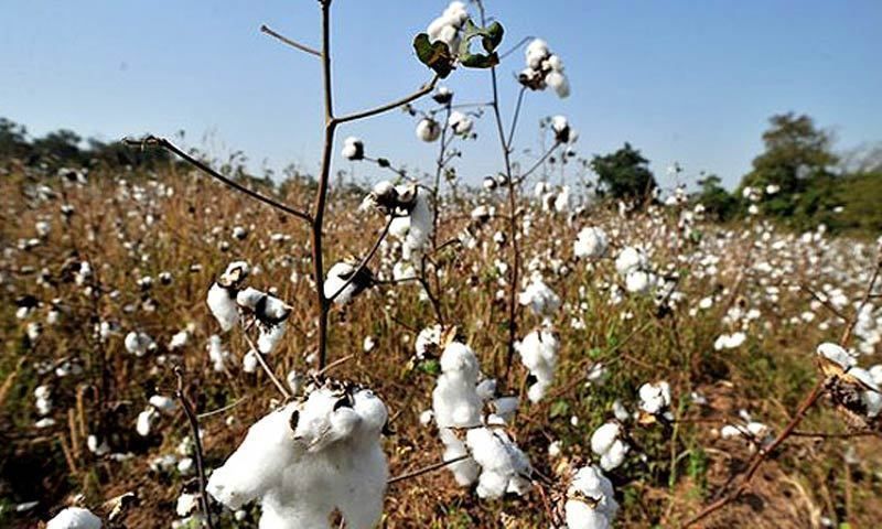Domestic BT cotton production declines! | देशी बीटी कपाशीचे उत्पादन घटले !