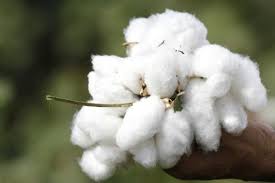 Filling up the domestic cotton sowing! | देशी कपाशीचा पेरा वाढविण्यावर भर!