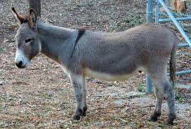 Seven percent of the donkeys in Buldhana district compared to the state | राज्याच्या तुलनेत बुलडाणा जिल्ह्यात साडेसात टक्के गाढव