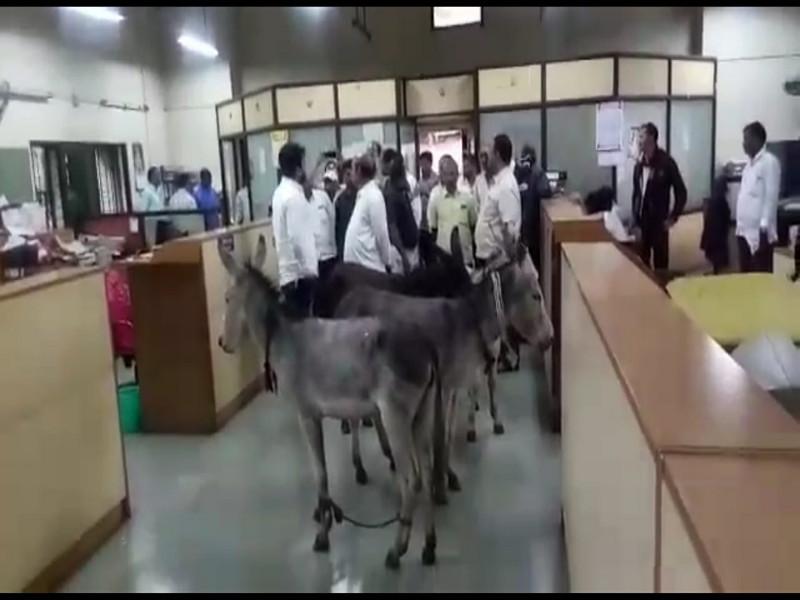 protest with donkey at labor office | ...आणि हमाल मापाडी कामगार मंडळात सोडली गाढवं !